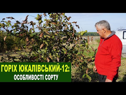 Видео: №213 Горіх "Юкалівський-12": Особливості сорту