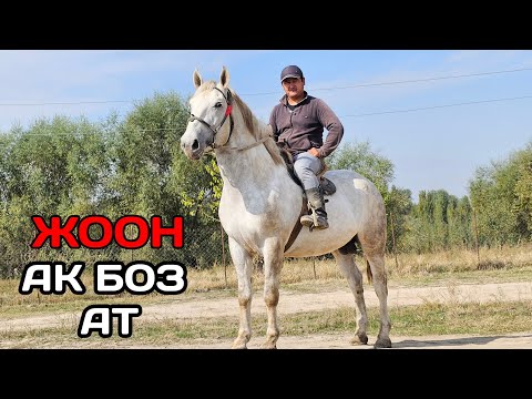 Видео: АК БОЗ АТ КУТУБАЙДАН