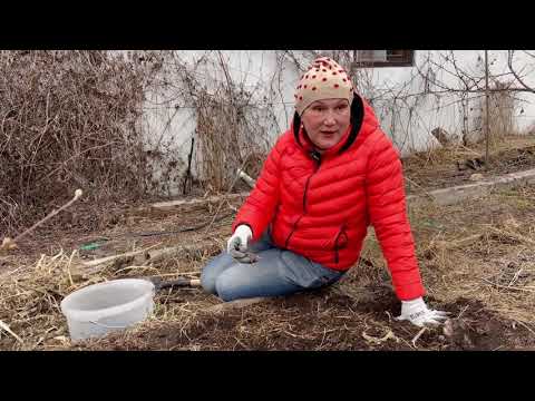 Видео: Как перезимовали растения на нашей плантации