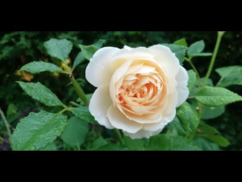 Видео: РОЗЫ. ПИТОМНИКИ НАДЕЖНЫЕ И НЕ ОЧЕНЬ.  ЧАСТЬ 1