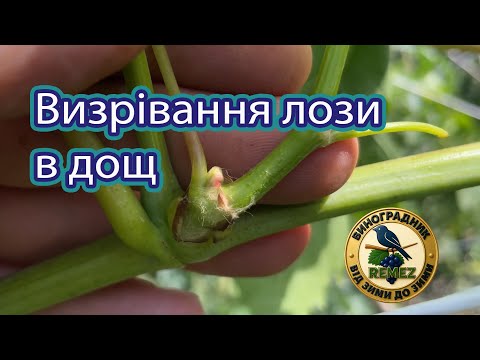 Видео: Вересень.Визрівання лози.Відкрились зимуючі бруньки через дощ