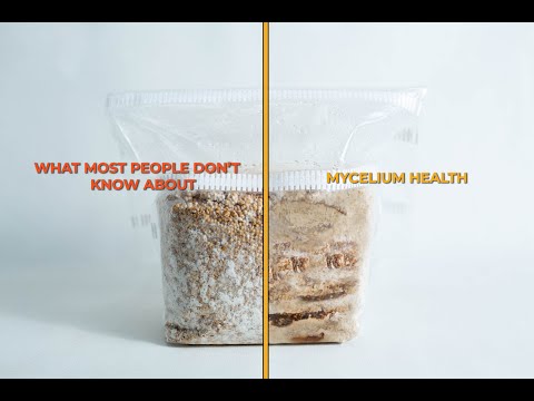 Видео: Выращивайте более крупные, сильные и устойчивые грибы, изучая возраст мицелия