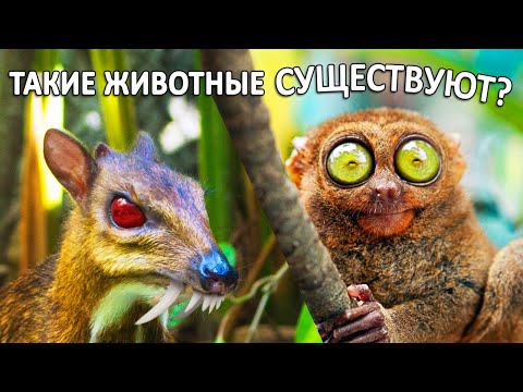 Видео: Неужели такие животные существуют? Самые странные существа. Необычные млекопитающие.