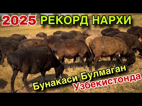 Видео: КУЗИ ПУЛИГА ТУК БУГОЗ КУЙЛАР! УТА АРЗОН НАРХДА СОТИЛМОКДА! 