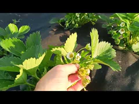 Видео: 10 июня 2024 г.