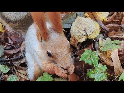 Видео: Беличьи будни. Заготовка на зиму и перекус.