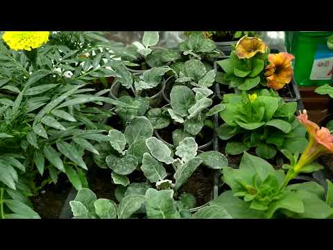 Видео: Греющий кабель - Садовый Эксперт, отзыв после трех лет эксплуатации. Работа с клубникой.