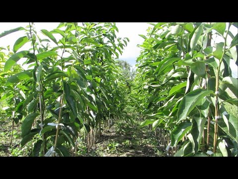 Видео: Саженцы хурмы у меня в питомнике.