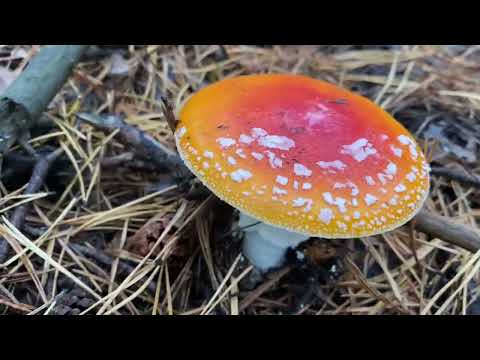 Видео: В лес по 🍄‍🟫 грибы! Вот это было неожиданно! Честно говоря уже и не думал что в итоге столько найду!