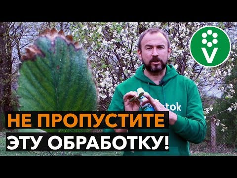 Видео: Эта БОЛЕЗНЬ КЛУБНИКИ может оставить вас БЕЗ УРОЖАЯ!