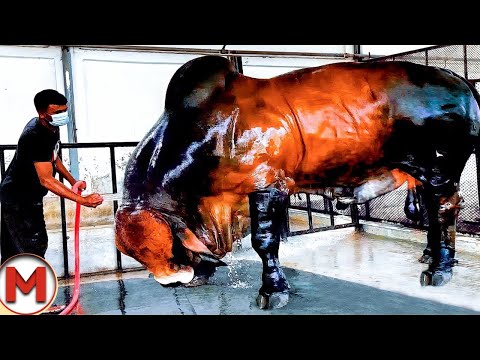 Видео: 1 на Весь Мир! Такой Бык Рождает Раз в Тысячу Лет