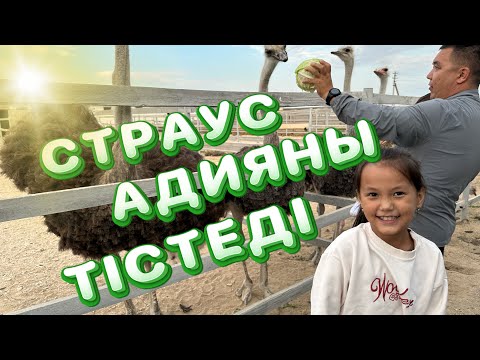 Видео: Жануарларға бардық Адияны страус тістеп алды #vlog