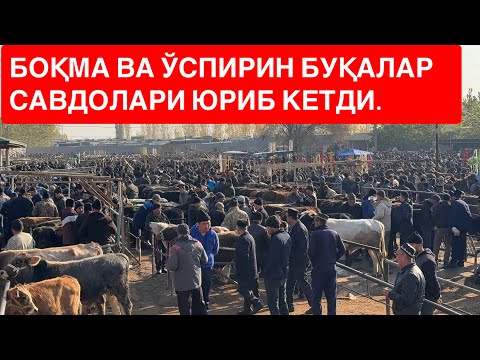 Видео: Ёрқўрғон оптом боқма буқалари. 12 11 2025. 