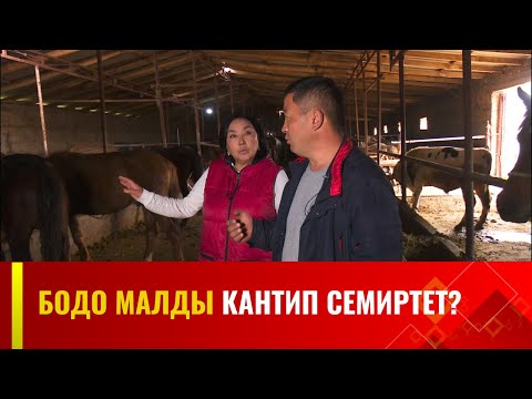 Видео: Бодо малды кантип семиртет? | АГРО ЧАРБА