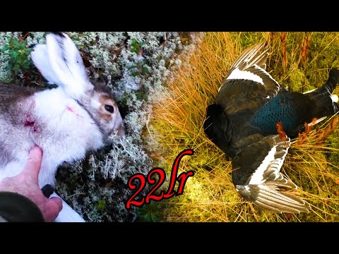 Видео: ОХОТА...И ПУХА И ПЕРА...22lr