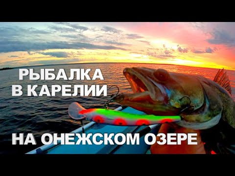 Видео: РЫБАЛКА В КАРЕЛИИ НА СУДАКА ЛЕТОМ. ЛОВЛЯ ХИЩНИКА НА ВОБЛЕРЫ С ЛОДКИ. ЛЕТНЯЯ РЫБАЛКА 2025