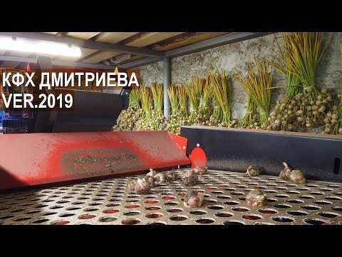 Видео: Цех по доработке чеснока. Новая линия по сортировке. КФХ Игоря Дмитриева. Ver.2019