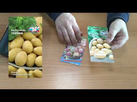 Видео: Как правильно прорастить семена картофеля перед посадкой? Простой и эффективный метод!