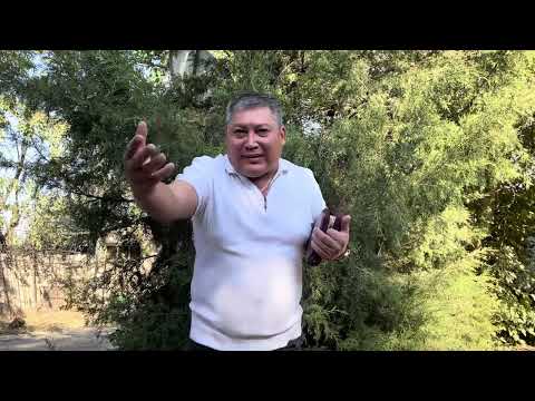 Видео: Сіз жарылқанып , тандалған адамсыз 🙏 11.09.25 ж 