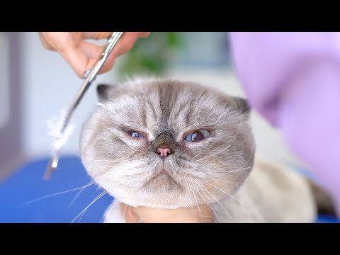 Видео: Страшно, но так мило!! вам захочется продолжать наблюдать за этой кошкой!😻🛁✂️❤️