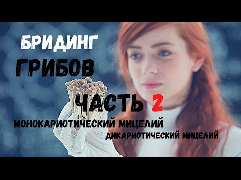 Видео: Бридинг Грибов - часть 2 (монокарионы | дикарионы)