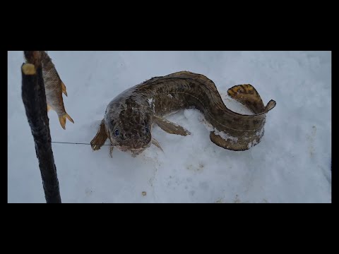 Видео: Река Тобол/ налим на жерлицы/деревня Губина