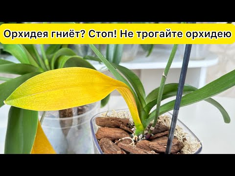 Видео: У орхидеи желтеет лист / Уход за орхидеей