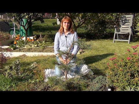 Видео: Формирование кроны сосны (ч.7).