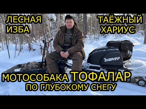 Видео: МОТОСОБАКА ПО ГЛУБОКОМУ СНЕГУ толкач ТОФАЛАР , МУЖИК ,СЕВЕР СТЕМ, ТЕСТ , ЛЕСНАЯ ИЗБА ,РЫБАЛКА ХАРИУС