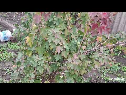 Видео: Пеку блины. Вырезали малину. Расхламляемся.🫠 Живём и работаем на Кубани. 