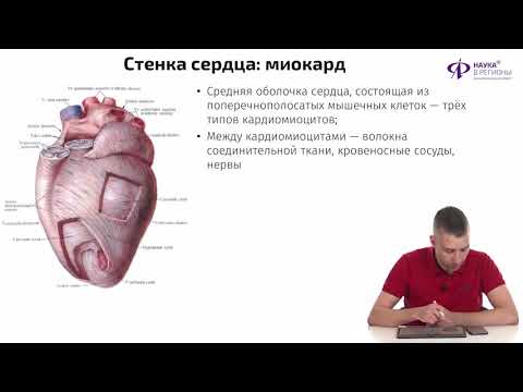 Видео: Биология | Строение и работа сердца