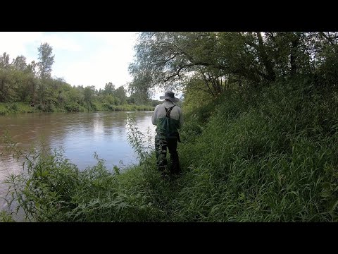 Видео: В поисках голавля. Трудовая рыбалка. Вечёрка удалась. Часть 5.