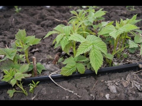Видео: Капельный полив на ремонтантной малине