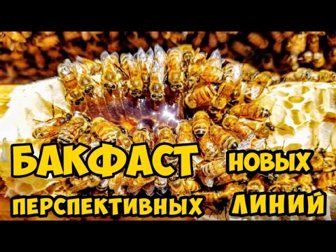 Видео: 🔴Новые перспективные линии Бакфаст!🔴