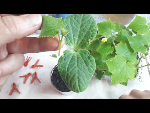 Видео: Прививка! Или как тыква съела огурца!!!