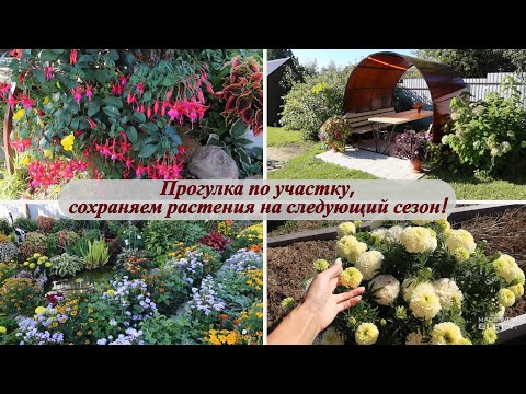 Видео: Прогулка по участку, сохраняем растения на следующий сезон! Костромская область 07.09.24!