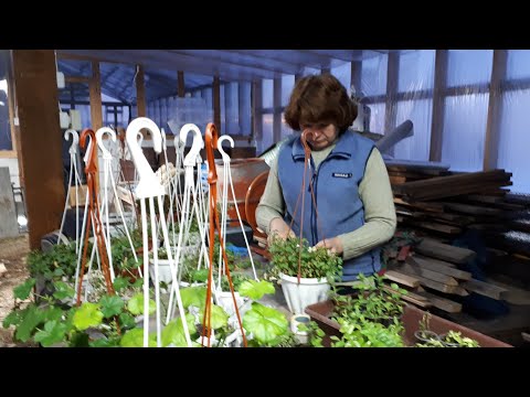 Видео: КАМПАНУЛА зимой. Какие особенности.