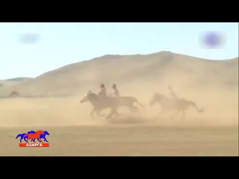 Видео: Үндэсний их баяр наадмын азарга уралдаан 2015