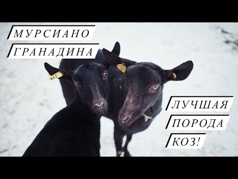 Видео: Почему именно Мурсиано Гранадина? Сколько стоит испанская коза? Удои и цена молока?