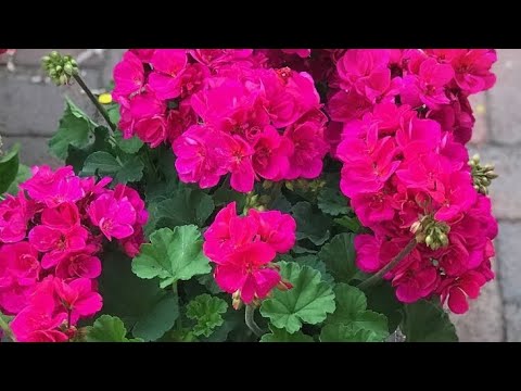 Видео: Герань гулун ,кышында кобойтуп ,остурсок болот