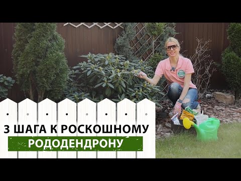 Видео: Рододендрон не цветет? Срочно сделайте это весной! Как ухаживать за рододендроном?