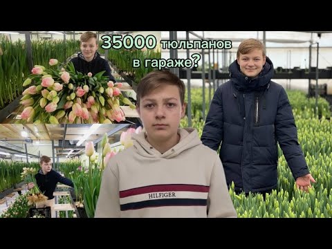 Видео: Как вырастить 35000 тюльпанов в гараже? @Flovers_vsem