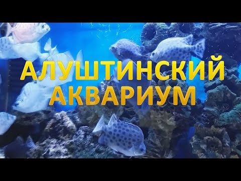 Видео: Алуштинский аквариум