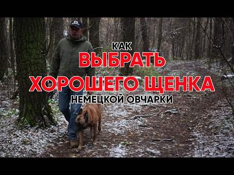 Видео: выбор щенка