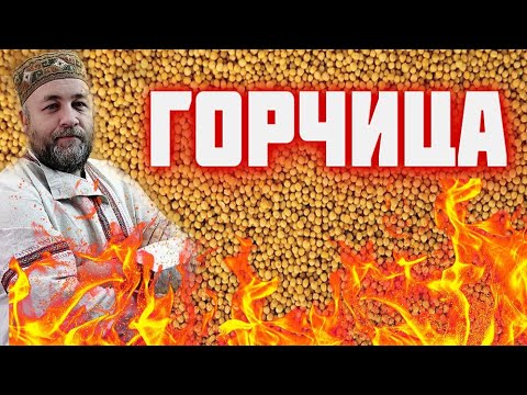 Видео: ГОРЧИЦА вкусная и ядреная    Русская горчица 3 рецепта горчицы