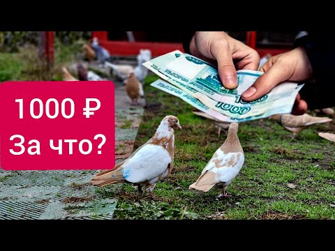 Видео: 1000 за голубя но не летал