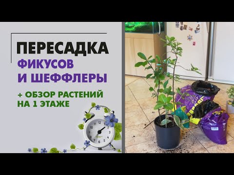 Видео: ОБЗОР растений на 1 этаже после пересадок и очередная ПЕРЕСАДКАа шеффлеры и фикусов