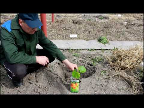 Видео: Высадка вегетирующих саженцев.  Серия 43.
