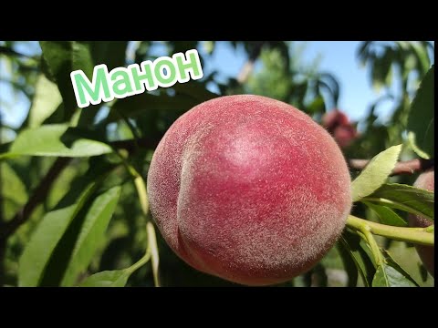 Видео: Персик Манон/Peach Manon