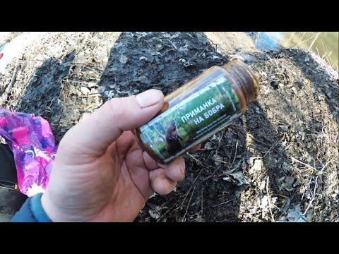 Видео: Приманка на бобра ЗАМАНУХА в деле - весна 2021 год